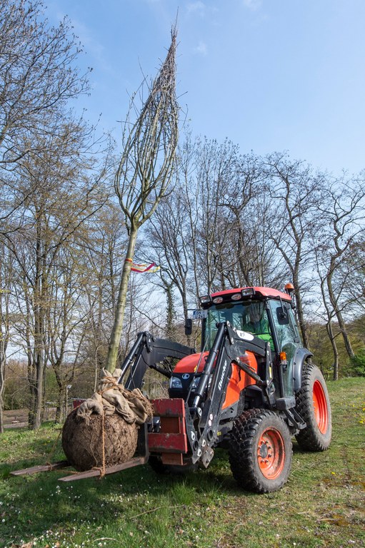 Ein Baum wird zu seinem neuen Standort transportiert. Foto: Barbara Frommann/Uni Bonn