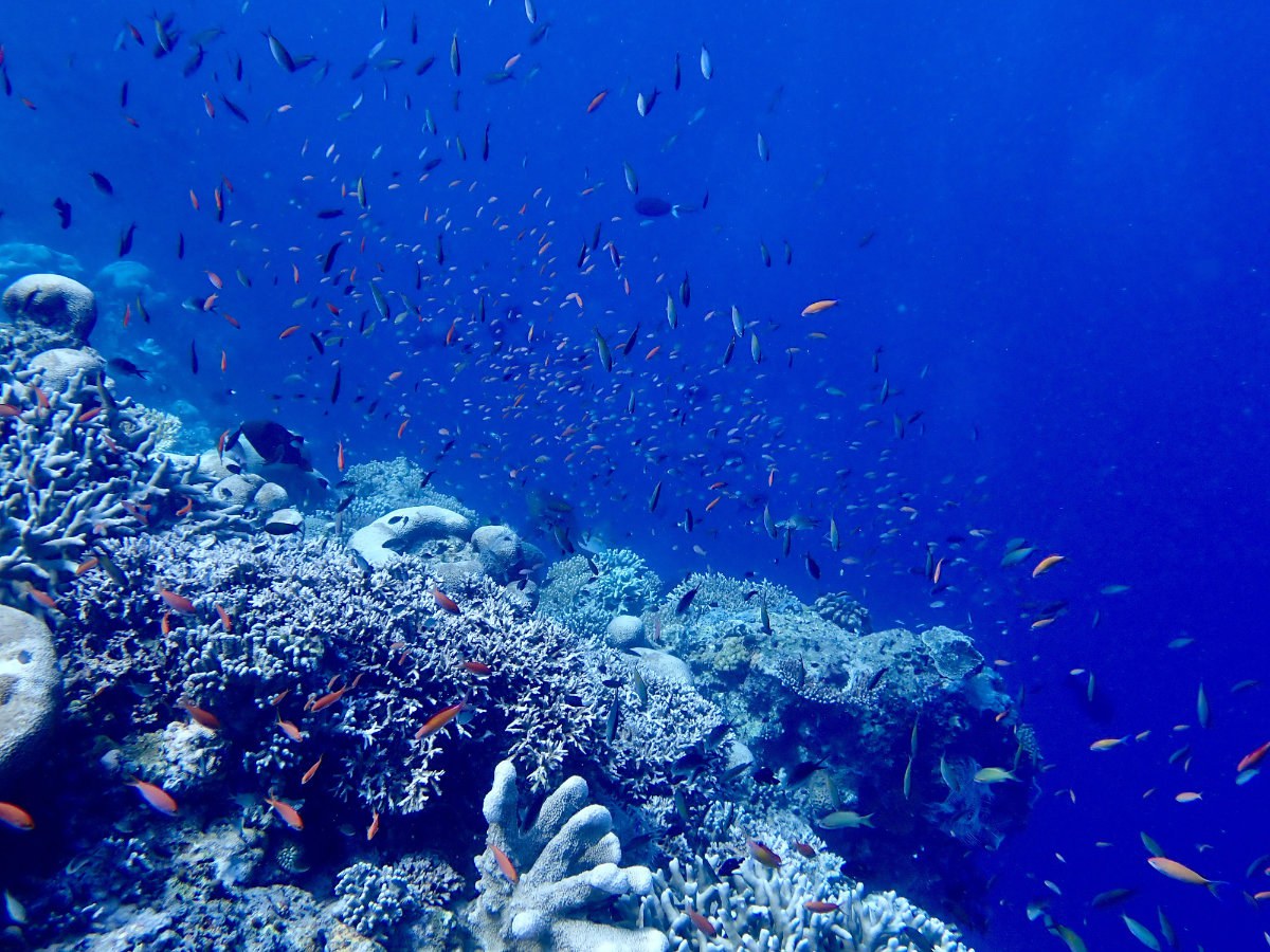 Marine Artenvielfalt