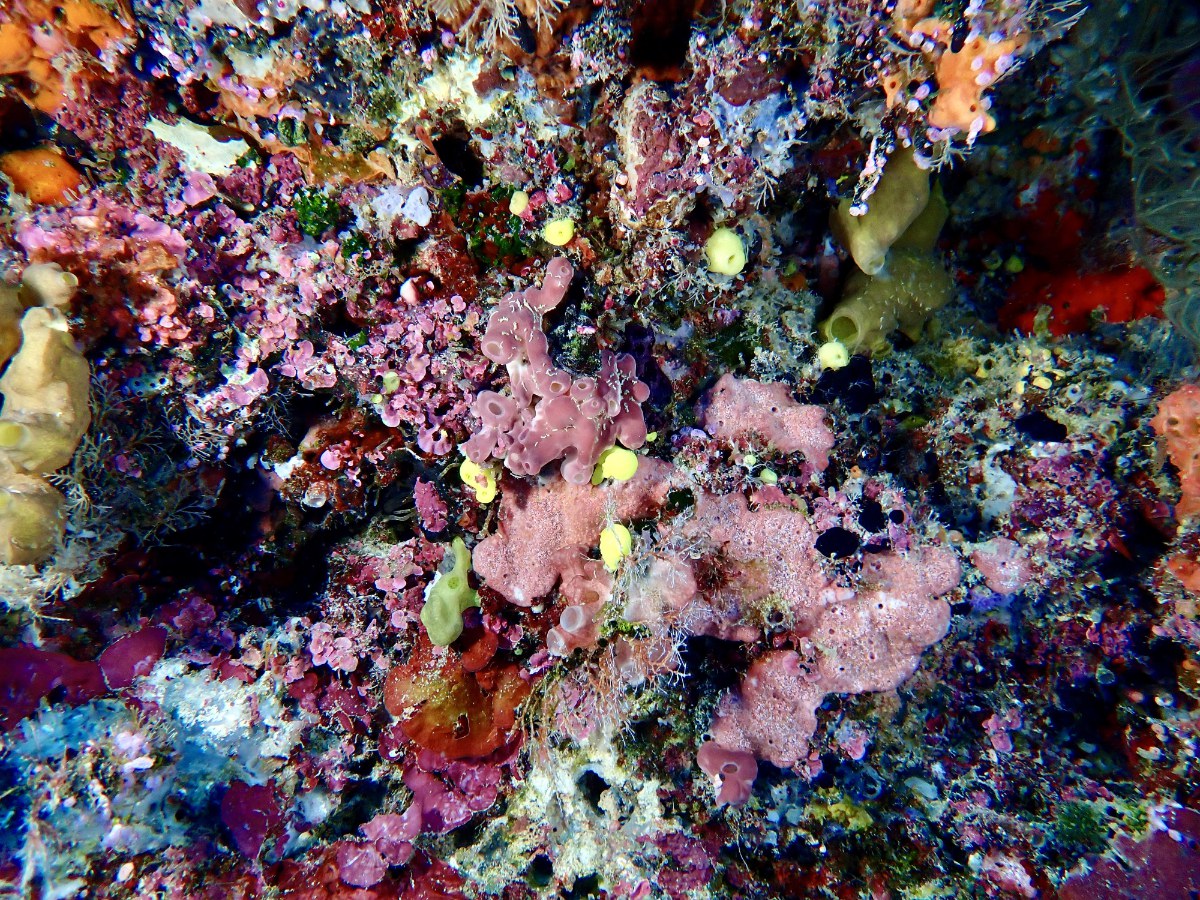 Marine Artenvielfalt