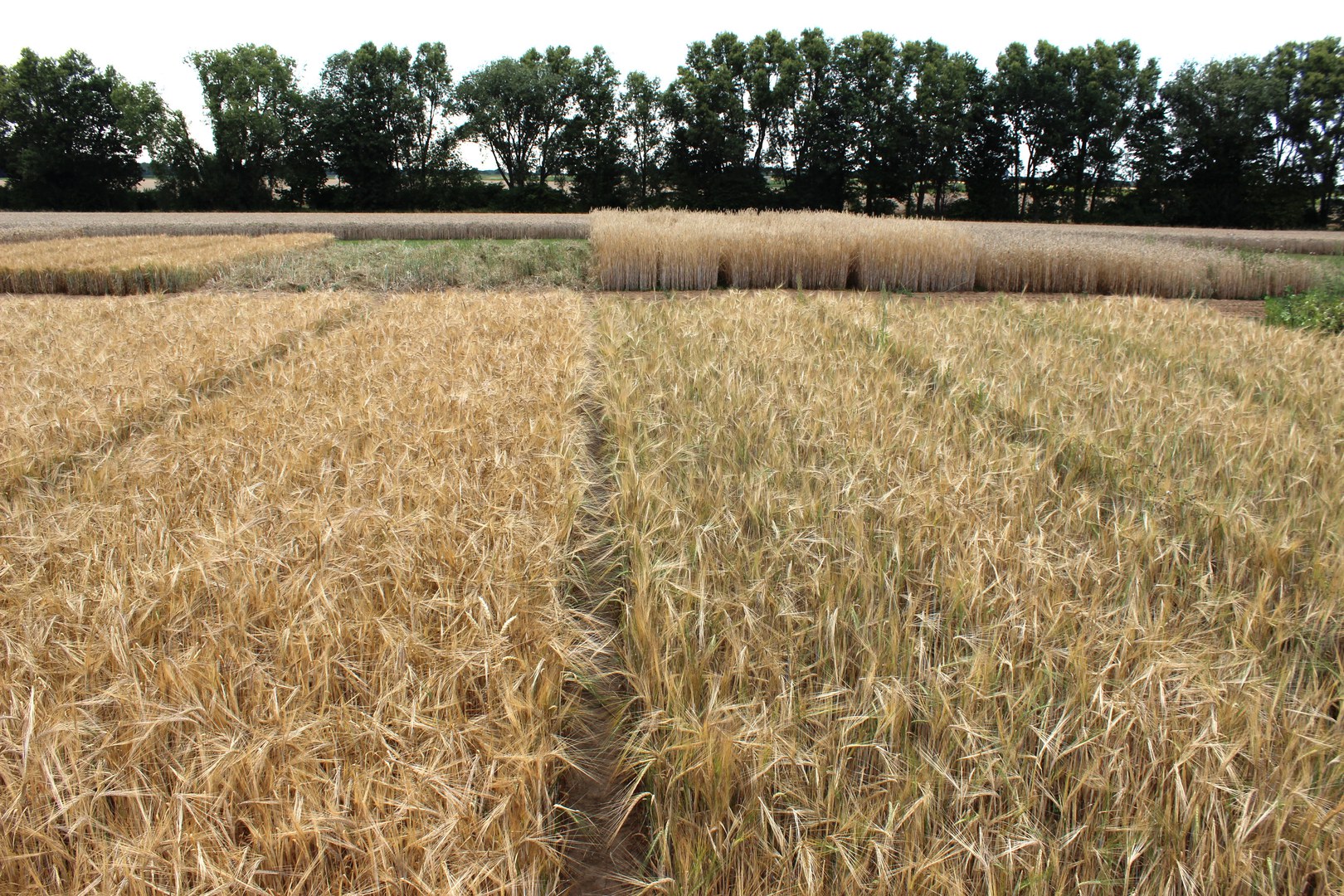 The conventional population on the left and the organic barley on the right: