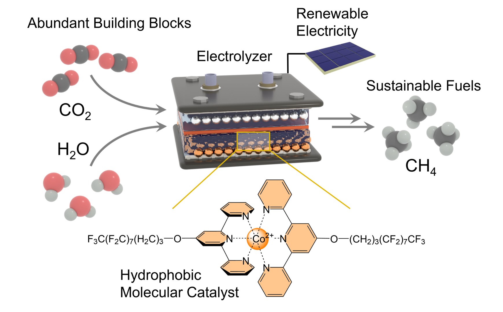 The hydrophobic molecular catalyst (bottom)