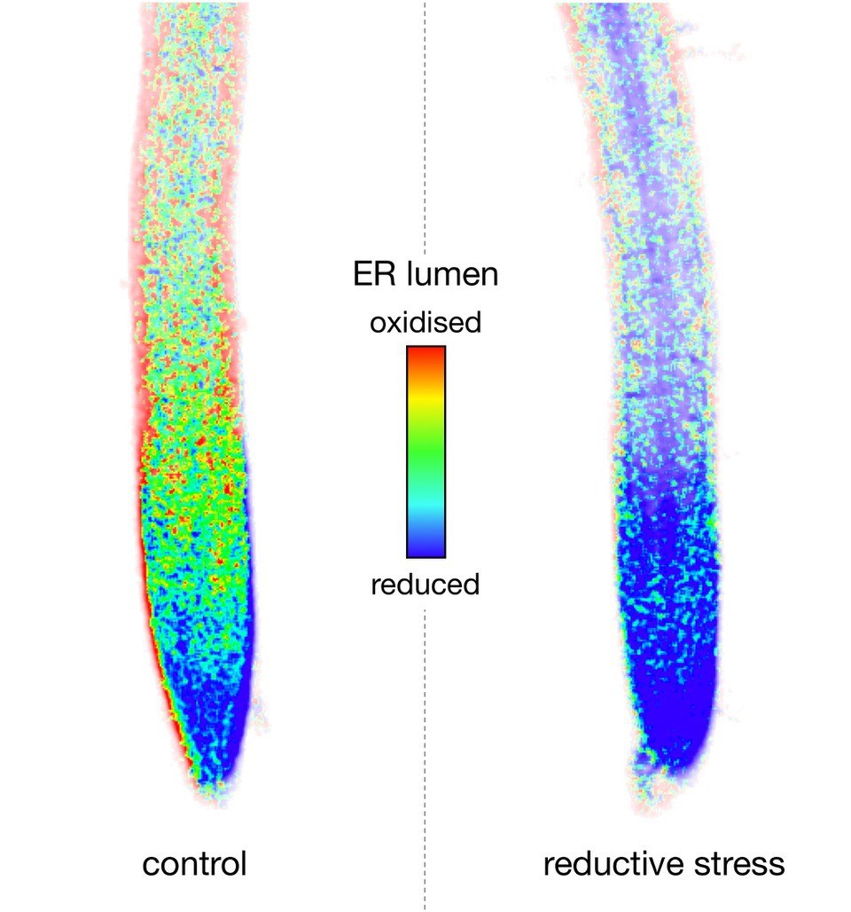 Help For Stressed out Cells In A Crisis University Of Bonn