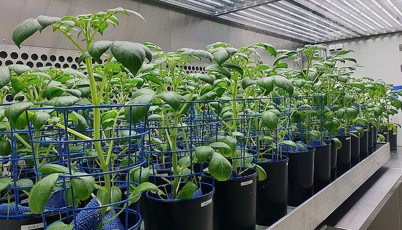 Potato plants